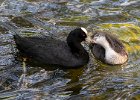 4 Coot - Chick.jpg